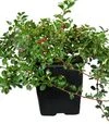 Саженец кизильника укореняющегося Айхгольц ЗКС 7,5л - 1