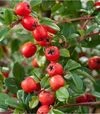 Саджанець кизильника гібридного Корал Б'юті Stam на штамбі ЗКС 15л sh125 - 1