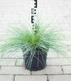 Саджанець костриці сизої Фестіна ЗКС 7,5л - 2