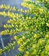 Саджанець декоративної жимолості блискучої Елегант ЗКС 5л - 3
