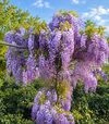 Саженец глицинии китайской Пролифик ЗКС 7,5л - 3