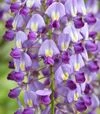 Саженец глицинии короткокистевой Окаяма ЗКС 2л - 3