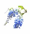 Саженец глицинии макростахия (крупнокистевая) Блю Мун ЗКС 7,5л - 2