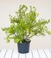 Саженец лапчатки кустарниковой Сансет ЗКС 7,5л - 1