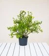 Саженец лапчатки кустарниковой Сансет ЗКС 5л h30-40 - 1