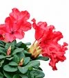 Саженец рододендрона Гриерсона Ред Джек ЗКС 40л h80-100 - 3