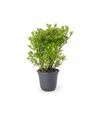 Саженец рододендрона клейкого Зоммердуфт ЗКС 20л - 1