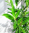 Саженец лавровишни Каукасика ЗКС 7,5л h100-120 - 3