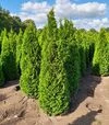 Саджанець туї західної Смарагд ЗКС 10л - 4