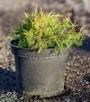 Саженец можжевельника среднего Олд Голд ЗКС 7,5л - 1