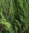 Саджанець ялівцю китайського Спірмінт ЗКС 3л - 2