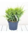 Саженец можжевельника среднего Минт Джулеп ЗКС 10л - 1