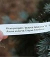 Саженец ели колючей Глаука Глобоса ЗКС 60л h80-100 - 4