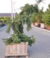 Саджанець ялини сітхінської Шугалоаф ЗКС 45л d60-70 - 1