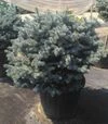 Саженец ели колючей Глаука Глобоса ЗКС 80л h80-100 - 2