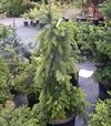 Саженец ели сербской Пендула ЗКС 35л h50-150 - 2