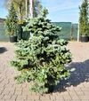 Саджанець ялини колючої Глаука Глобоса ЗКС 55л h100-120 - 3