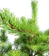 Саженец сосны мелкоцветковой Негиши ЗКС 5л h40-50 - 4
