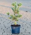 Саженец сосны мелкоцветковой Рю-Джу ЗКС 5л - 1