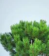 Саджанець сосни гірської Голден Глоу ЗКС 7,5л h30-35 - 4