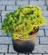 Саженец сосны горной Бенджамин ЗКС 10л h25-30 - 3