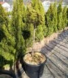 Саженец сосны горной Пикобелло на штамбе ЗКС 25л d20-30 sh80 - 2