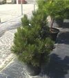 Саженец сосны белокорой (Гельдрейха) Малинки ЗКС 12л h50-60 - 1
