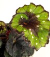 Комнатная бегония королевская Пасодобле (Pasodoble) ЗКС 1г 0,2л - 4