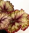 Комнатная бегония королевская Изобилие ЗКС 1г 0,2л - 4
