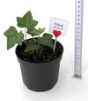 Плющ кімнатний Скутіфолія (Scutifolia) ЗКС 1р 0,5л - 2