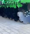 Борона дискова Bomet Perceus 3.0, АГД - 8
