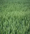 Пшениця озима ЛГ Керамік, т (LG) - 1