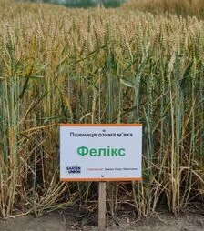 Озимая пшеница Феликс, т (ViterraSeed)