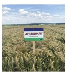 Ячмінь озимий ЗУ Міднайт, т (Saaten Union)