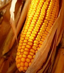 Кукурудза Ронін, п.о. 80 тис. насінин (Вніс)