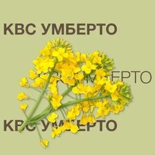Ріпак озимий Умберто КВС, п.о. 1 500 тис. насінин (KWS)