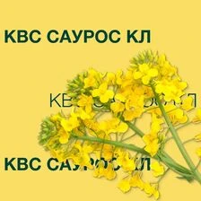Ріпак озимий КВС Саурос КЛ, п.о. 1 500 тис. насінин (KWS)