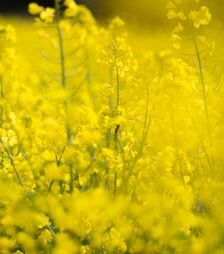 Ріпак озимий Пірол, п.о. 1,5 млн. насінин (Saatbau)