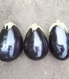 Насіння баклажану Сара F1, п.о. 500 насінин (Cora Seeds)