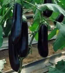 Насіння баклажану Найт Леді F1, п.о. 1 тис. насінин (United Genetics)