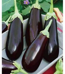 Насіння баклажана Гобі, 5 г (Moravo Seed)