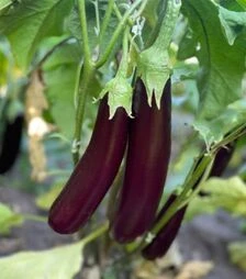 Насіння баклажана Дар F1, п.о. 500 насінин (Spark Seeds)
