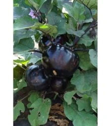 Насіння баклажана Лаура, 5 г (Moravo Seed)