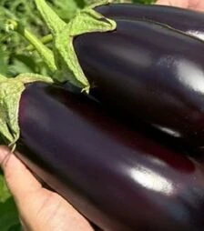 Насіння баклажана 48-16 F1, п.о. 250 насінин (Libra Seeds)