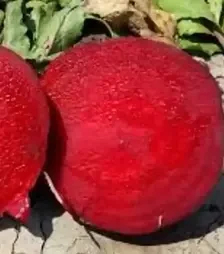 Насіння буряка Детройт, 500 г (Libra Seeds)