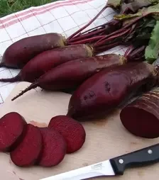 Насіння буряка Ренова, 1 кг (Moravoseed)
