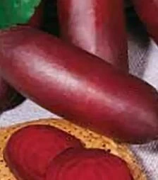 Насіння буряка Циліндра, 5 кг (Коуел)