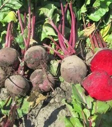 Насіння буряка Бетіна, 1 кг (Moravoseed)