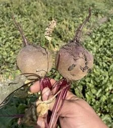 Насіння буряка Атлас F1, п.о. 250 тис.насінин (Spark Seeds)