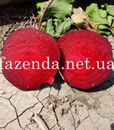 Насіння буряка Детройт, 500 г (Leda Seeds)